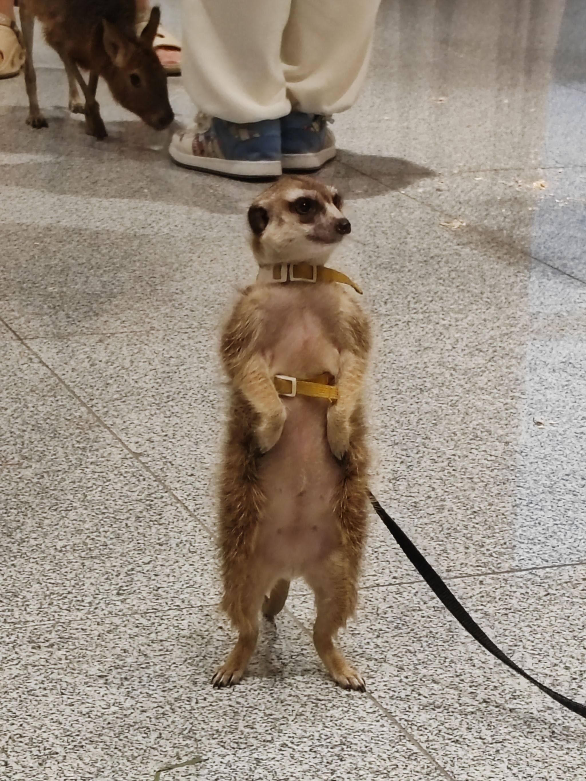心晴市集4.jpg